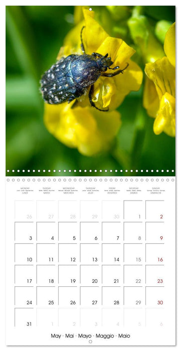 INSECTES EN EVEIL (CALVENDO Calendrier mensuel 2027)