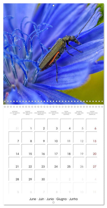 INSECTES EN EVEIL (CALVENDO Calendrier mensuel 2027)