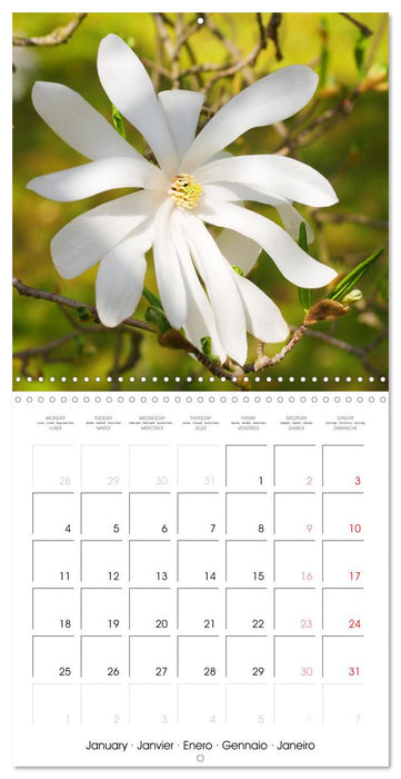 La floraison des magnolias (CALVENDO Calendrier mensuel 2027)