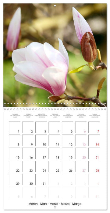 La floraison des magnolias (CALVENDO Calendrier mensuel 2027)
