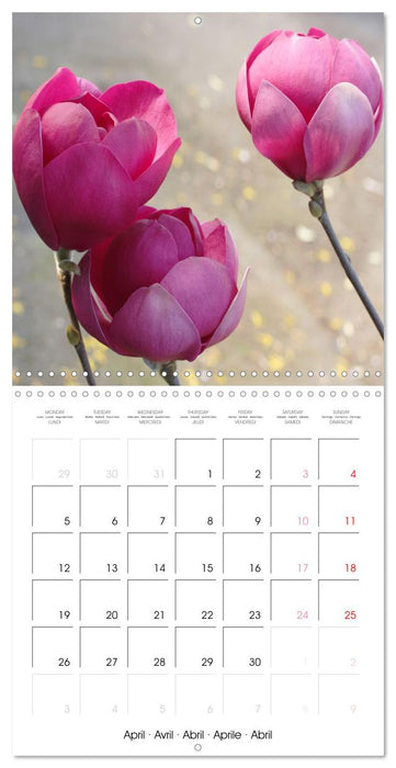 La floraison des magnolias (CALVENDO Calendrier mensuel 2027)