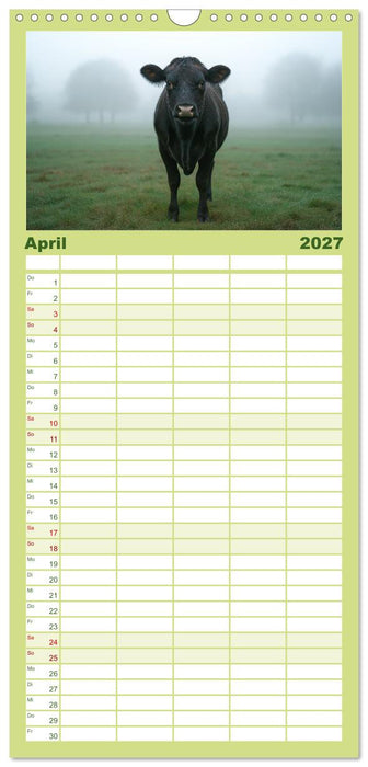 KÜHE AUF DER ALM – Der Kalender aus Bayern (CALVENDO Familienplaner 2027)