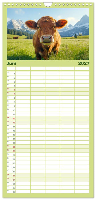 KÜHE AUF DER ALM – Der Kalender aus Bayern (CALVENDO Familienplaner 2027)