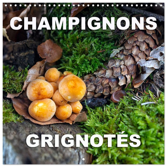 Champignons grignotés (CALVENDO Calendrier mensuel 2027)