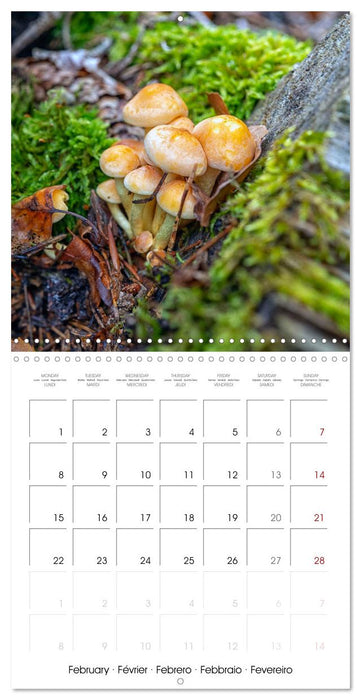 Champignons grignotés (CALVENDO Calendrier mensuel 2027)
