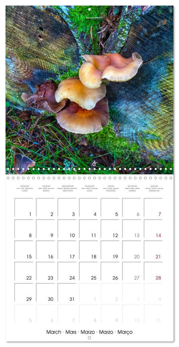 Champignons grignotés (CALVENDO Calendrier mensuel 2027)