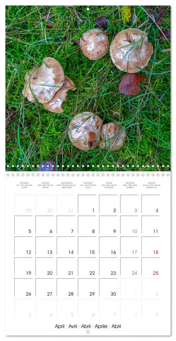 Champignons grignotés (CALVENDO Calendrier mensuel 2027)