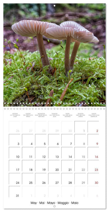 Champignons grignotés (CALVENDO Calendrier mensuel 2027)
