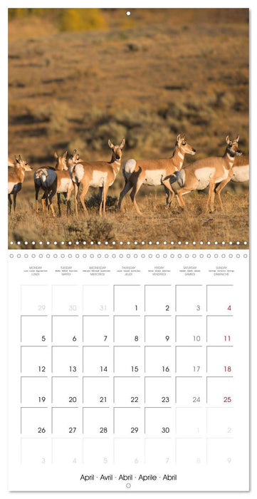 Yellowstone National Park (CALVENDO Monthly Calendar 2027)