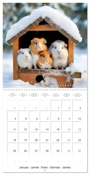 Sweet GUINEA PIGS (CALVENDO Monthly Calendar 2027)