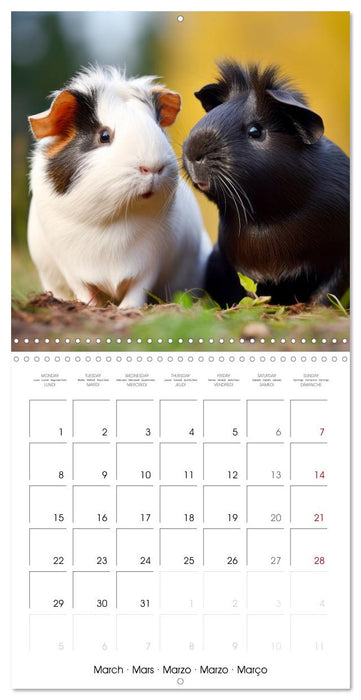 Sweet GUINEA PIGS (CALVENDO Monthly Calendar 2027)
