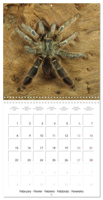 Spider synphony (CALVENDO Monthly Calendar 2027)