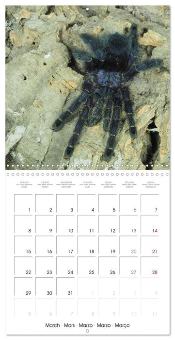 Spider synphony (CALVENDO Monthly Calendar 2027)
