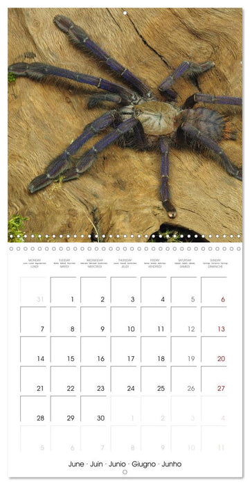 Spider synphony (CALVENDO Monthly Calendar 2027)
