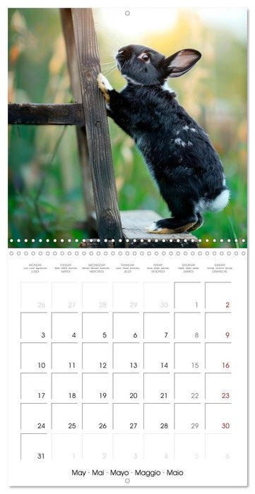 RABBITS Cuddly little guys (CALVENDO Monthly Calendar 2027)