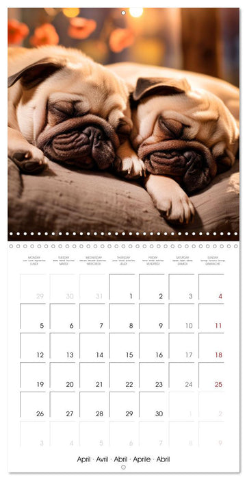 PUGS Cute and cuddly doggies (CALVENDO Monthly Calendar 2027)