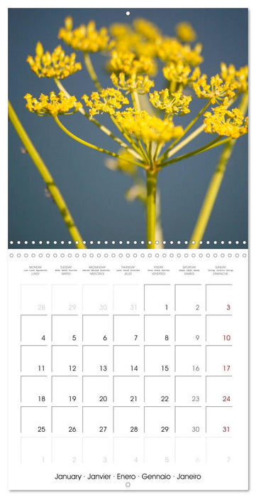 Herbal Haven. Enchanting Healing Plants (CALVENDO Monthly Calendar 2027)