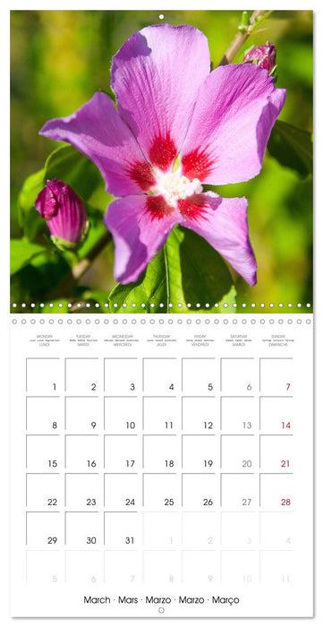 Herbal Haven. Enchanting Healing Plants (CALVENDO Monthly Calendar 2027)