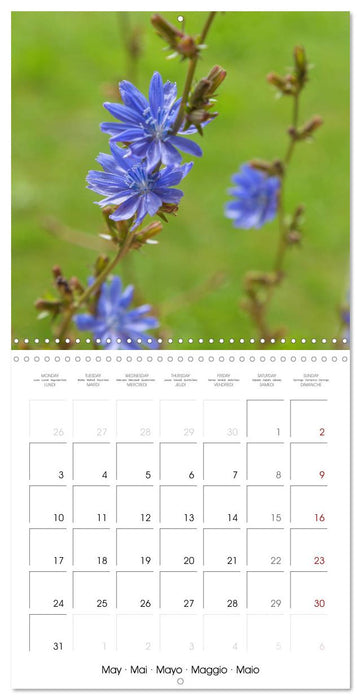 Herbal Haven. Enchanting Healing Plants (CALVENDO Monthly Calendar 2027)