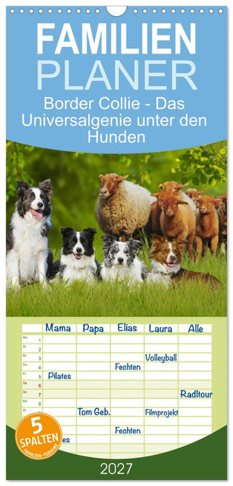 Border Collie - Das Universalgenie unter den Hunden (CALVENDO Familienplaner 2027)