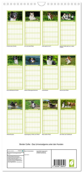 Border Collie - Das Universalgenie unter den Hunden (CALVENDO Familienplaner 2027)