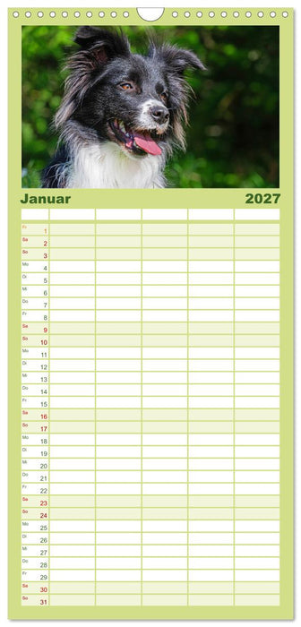 Border Collie - Das Universalgenie unter den Hunden (CALVENDO Familienplaner 2027)