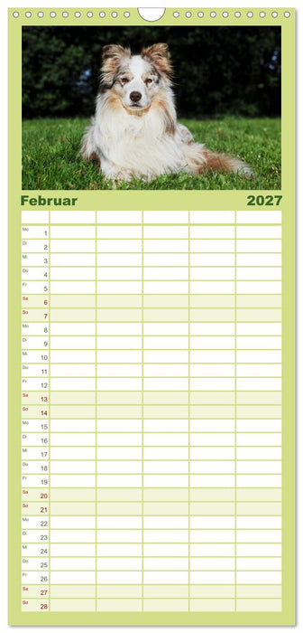 Border Collie - Das Universalgenie unter den Hunden (CALVENDO Familienplaner 2027)