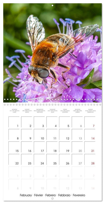 MACRO PHOTOGRAPHIE Beauté Cachée de la Nature (CALVENDO Calendrier mensuel 2027)