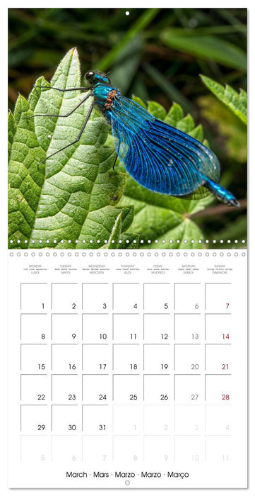 MACRO PHOTOGRAPHIE Beauté Cachée de la Nature (CALVENDO Calendrier mensuel 2027)