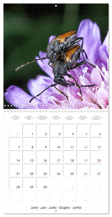MACRO PHOTOGRAPHIE Beauté Cachée de la Nature (CALVENDO Calendrier mensuel 2027)