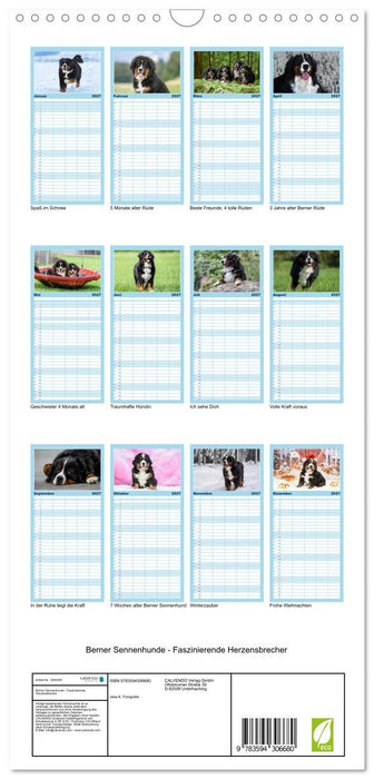 Berner Sennenhunde - Faszinierende Herzensbrecher (CALVENDO Familienplaner 2027)