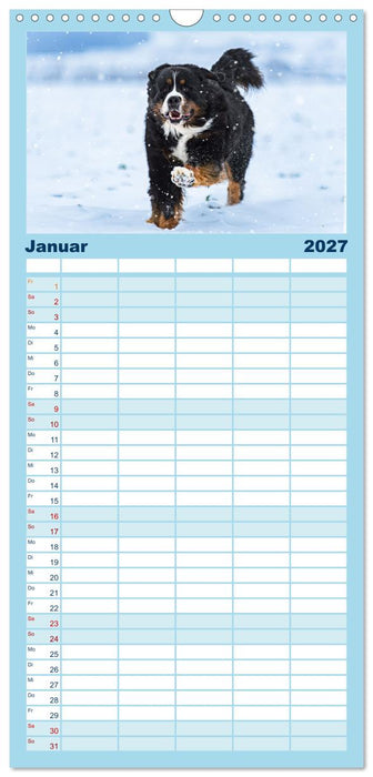 Berner Sennenhunde - Faszinierende Herzensbrecher (CALVENDO Familienplaner 2027)