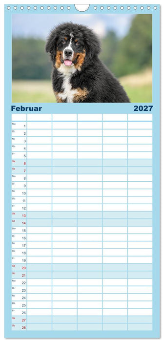 Berner Sennenhunde - Faszinierende Herzensbrecher (CALVENDO Familienplaner 2027)