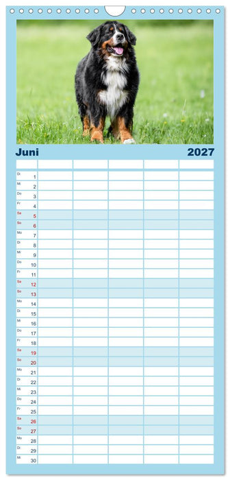 Berner Sennenhunde - Faszinierende Herzensbrecher (CALVENDO Familienplaner 2027)