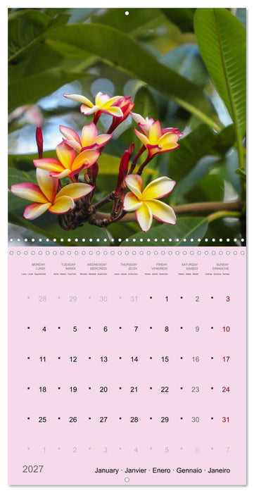Le frangipanier au fil des mois (CALVENDO Calendrier mensuel 2027)