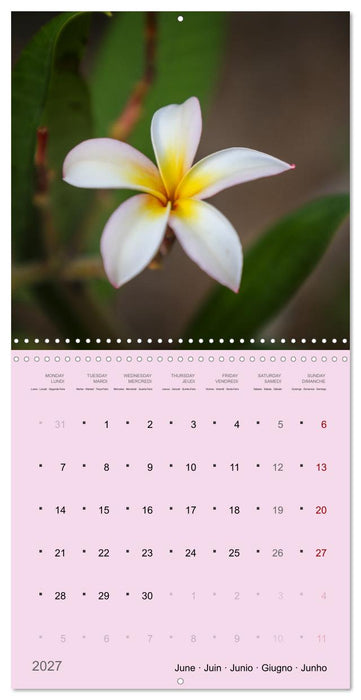 Le frangipanier au fil des mois (CALVENDO Calendrier mensuel 2027)