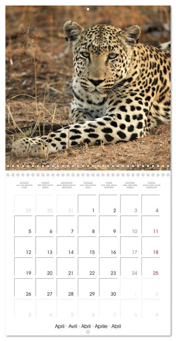 Namibian Adventure (CALVENDO Monthly Calendar 2027)