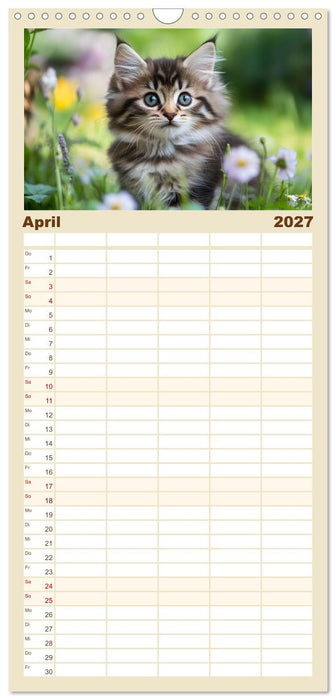 Zauberhafte Katzenbabys (CALVENDO Familienplaner 2027)