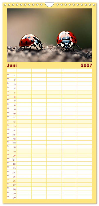 Filigrane Insekten (CALVENDO Familienplaner 2027)