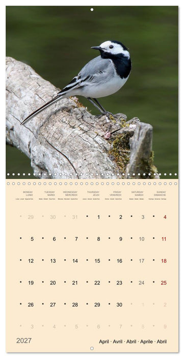 Portraits d'oiseaux des beautés plumeuses (CALVENDO Calendrier mensuel 2027)