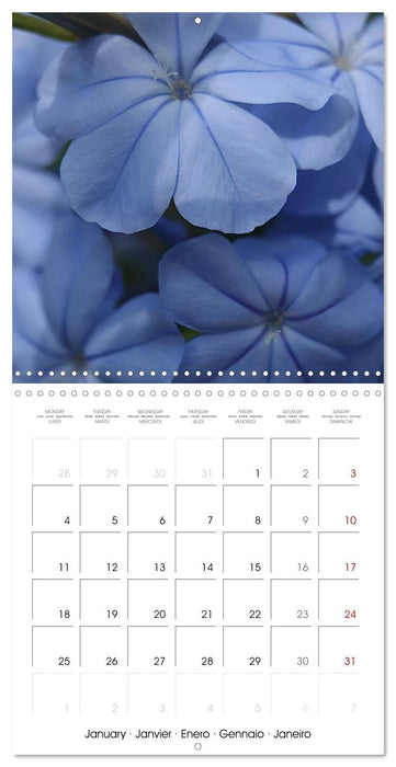 ENCHANTING FLOWERS (CALVENDO Monthly Calendar 2027)