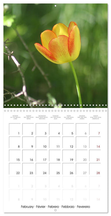 ENCHANTING FLOWERS (CALVENDO Monthly Calendar 2027)