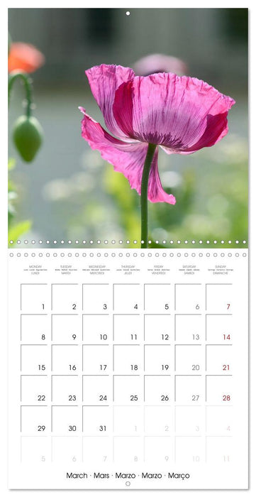 ENCHANTING FLOWERS (CALVENDO Monthly Calendar 2027)