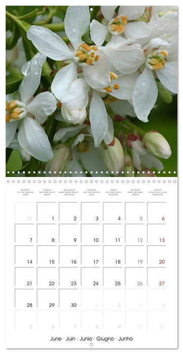 ENCHANTING FLOWERS (CALVENDO Monthly Calendar 2027)