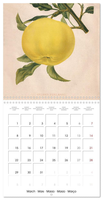 Art & Pomology - Apples 2027 (CALVENDO Monthly Calendar 2027)