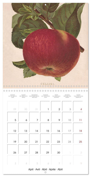 Art & Pomology - Apples 2027 (CALVENDO Monthly Calendar 2027)
