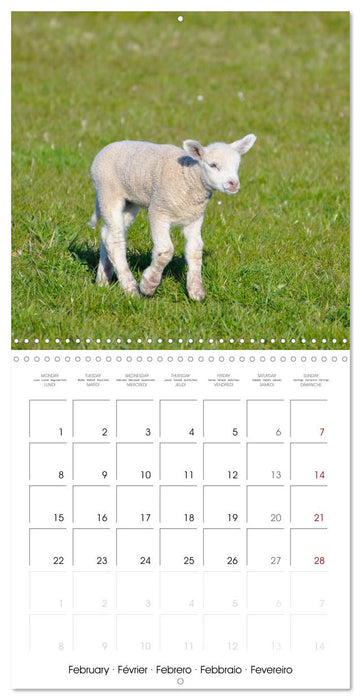 The wonderful world of sheep (CALVENDO Monthly Calendar 2027)
