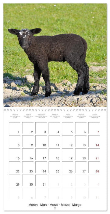 The wonderful world of sheep (CALVENDO Monthly Calendar 2027)