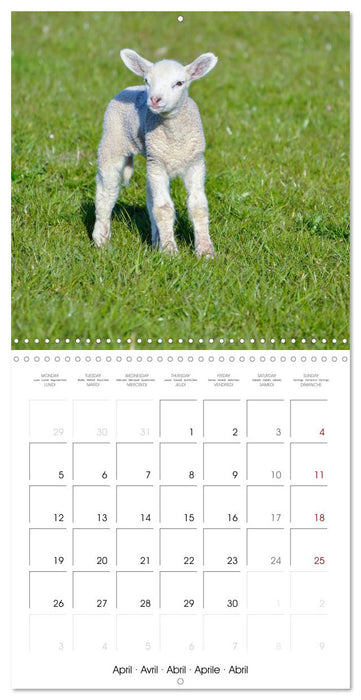 The wonderful world of sheep (CALVENDO Monthly Calendar 2027)