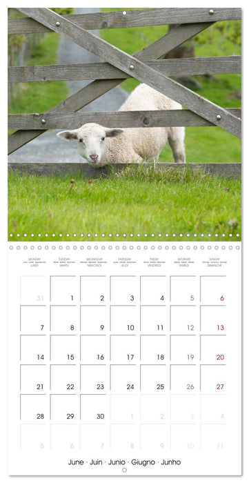 The wonderful world of sheep (CALVENDO Monthly Calendar 2027)